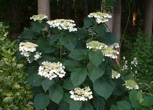 Haas Halo Smooth Hydrangea (Hydrangea arborescens 'Haas' Halo') - QT