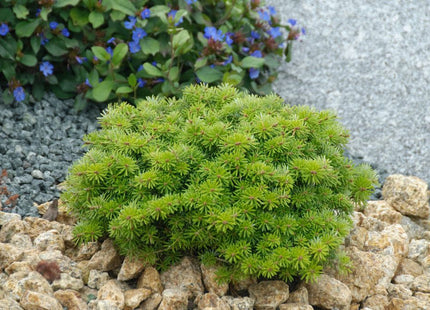 ‘Cis’ Korean Fir (Abies koreana ‘Cis’) - QT