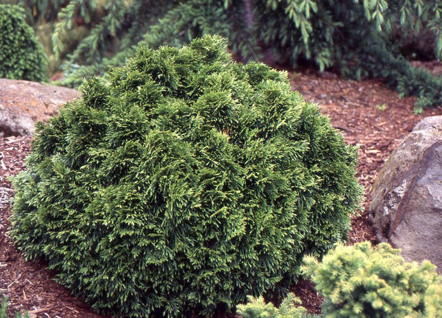 Grune Kugel Western Red Cedar (Thuja plicata 'Grune Kugel') - QT