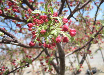 Coralburst® Crabapple (Malus coralcole 'Coralcole') - 2 gallon TREE