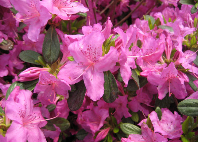 Karen Azalea (Azalea x 'Karen') - 1 gallon
