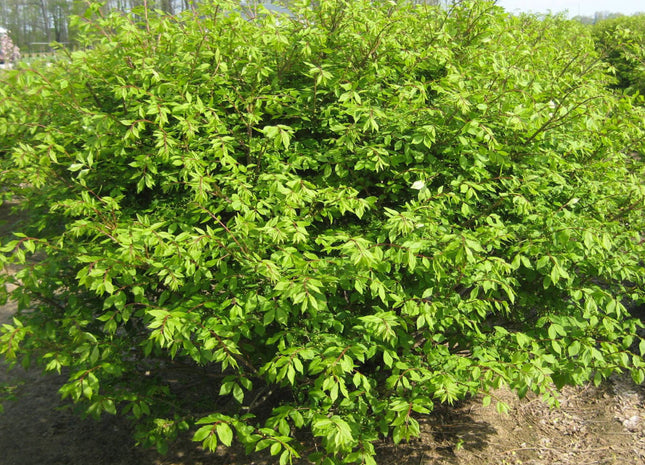 Dwarf Burning Bush (Euonymus alatus 'Compactus') - 3 gallon 15"