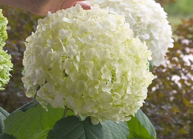 Incrediball® Smooth Hydrangea (Hydrangea arborescens 'Abetwo') - 3 gallon
