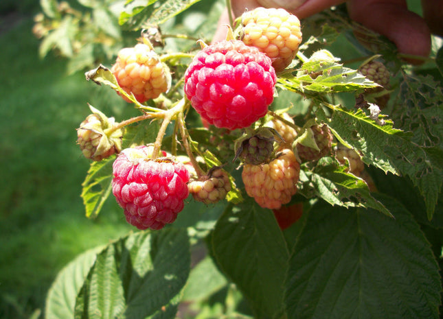 Heritage Everbearing Red Raspberry (Rubus idaeus 'Heritage') - 1 gallon 12"