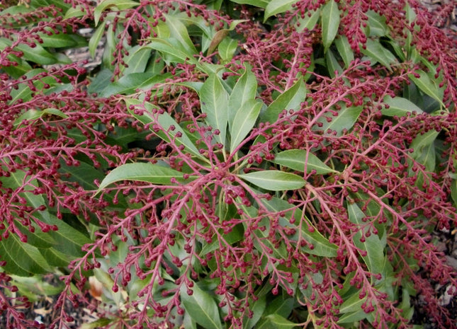 Katsura Japanese Andromeda (Pieris japonica 'Katsura') - 3 gallon 12"