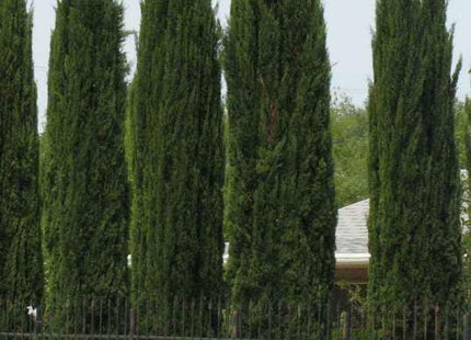 Italian Cypress (Cupressus sempervirens) - 1 gallon