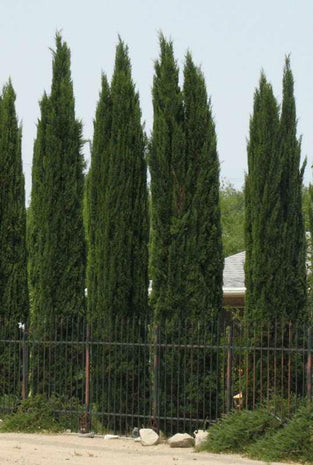 Italian Cypress (Cupressus sempervirens) - 1 gallon