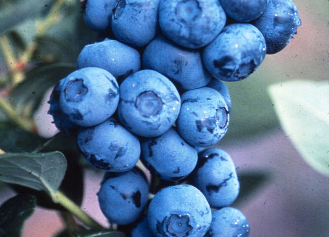 Duke Highbush Blueberry (Vaccinium corymbosum 'Duke') - 3 gallon