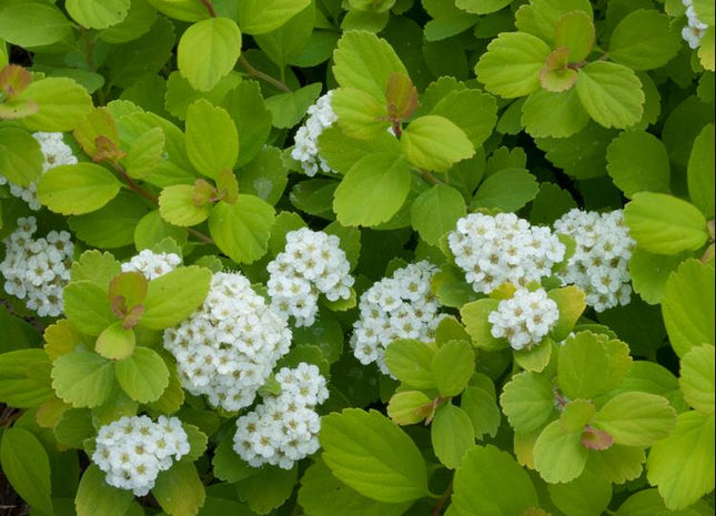 Glow Girl® Birchleaf Spirea (Spiraea BET 'Glow Girl') - 3 gallon 15"