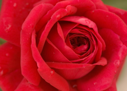 Kashmir Rose (Rosa E.E 'Kashmir') - 2 gallon
