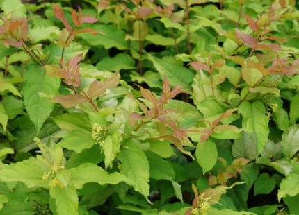 Kodiak Fresh® Honeysuckle (Diervilla sessilifolia 'Kodiak Fresh') - 1 gallon