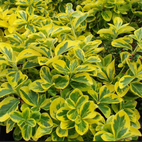 Emerald ‘n Gold Wintercreeper (Euonymus fortunei 'Emerald N Gold') - 2 gallon 10"