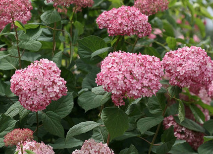 Invincibelle® Ruby Smooth hydrangea (Hydrangea arborescens 'Invincble Ruby') - 3 gallon