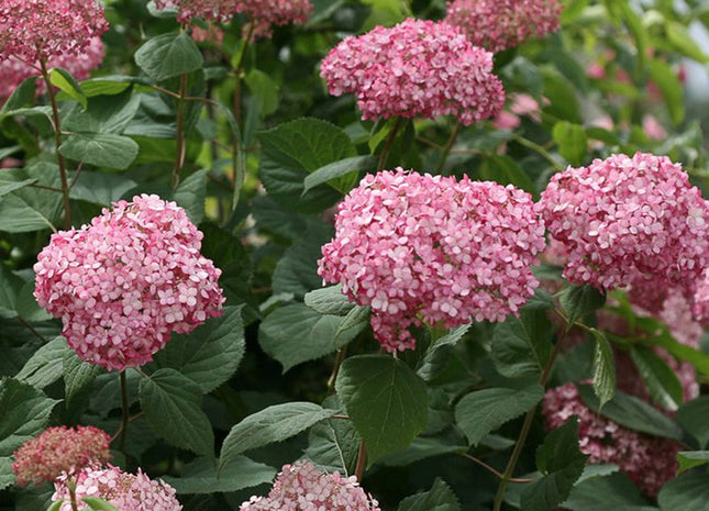 Invincibelle® Ruby Smooth hydrangea (Hydrangea arborescens 'Invincble Ruby') - 3 gallon