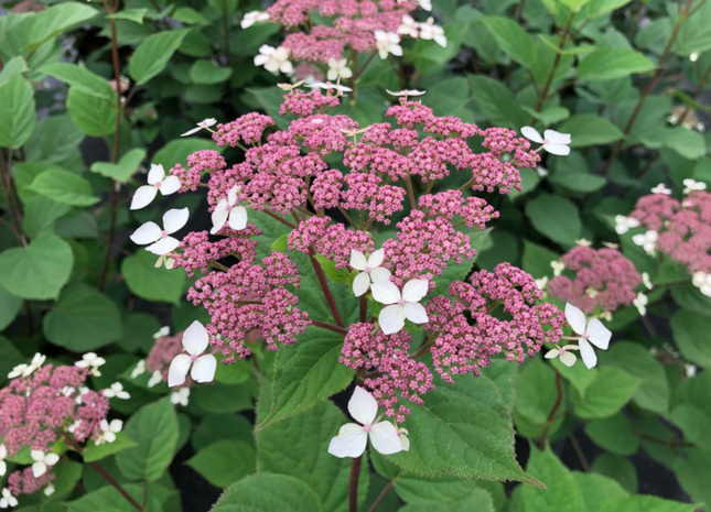 Invincibelle Lace® Smooth hydrangea (Hydrangea arborescens 'Invincibelle Lace') - 1 gallon