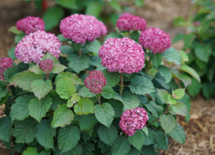 Invincibelle® Spirit II Smooth hydrangea (Hydrangea arborescens 'Invincble Spirit Ii') - 3 gallon