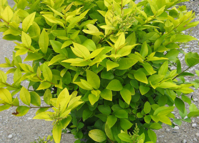 Golden Vicary Privet (Ligustrum x vicary 'Vicaryi') - 3 gallon 15"