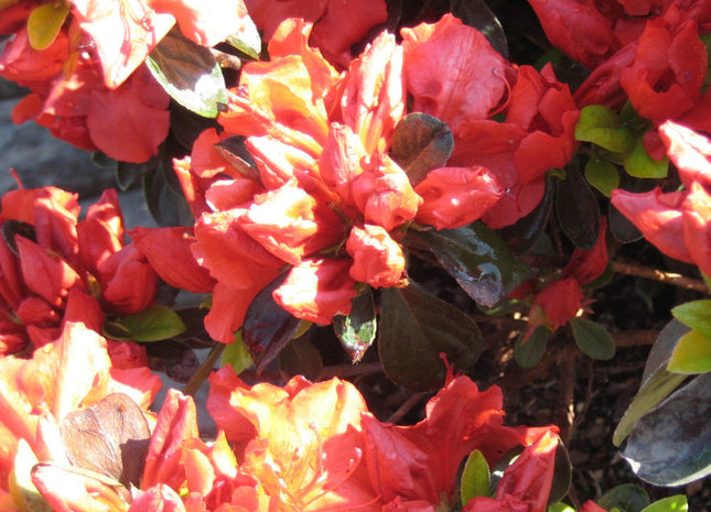 Girard’s Crimson Azalea (Azalea x 'Girard Crimson') - 3 gallon 15"