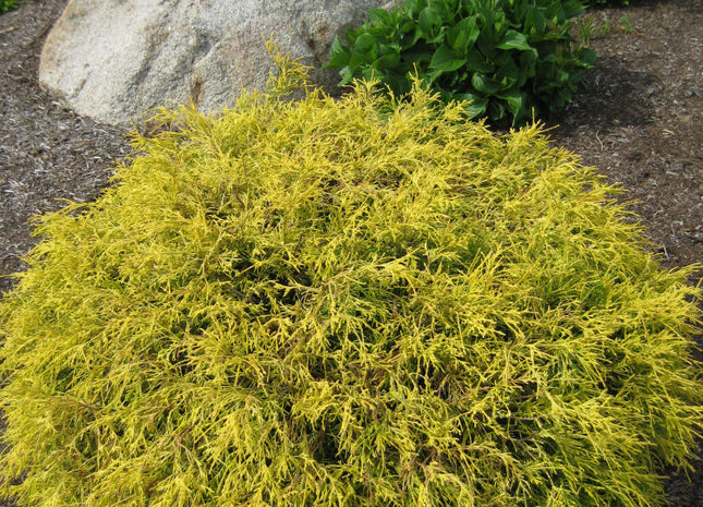 Gold Mop Cypress (Chamaecyparis pisifera 'Mops') - 3 gallon 15"