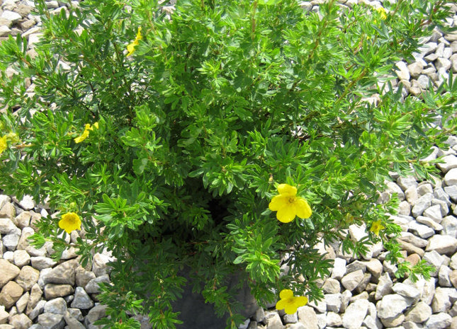 Goldfinger Cinquefoil (Potentilla fruticosa 'Goldfinger') - 2 gallon 10"