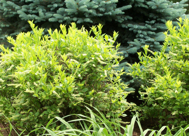 Henry's Garnet Virginia Sweetspire (Itea virginica 'Henry's Garnet') - 3 gallon 15"