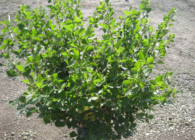 Gro-Low Fragrant Sumac (Rhus aromatica 'Gro-Low') - 3 gallon 15"