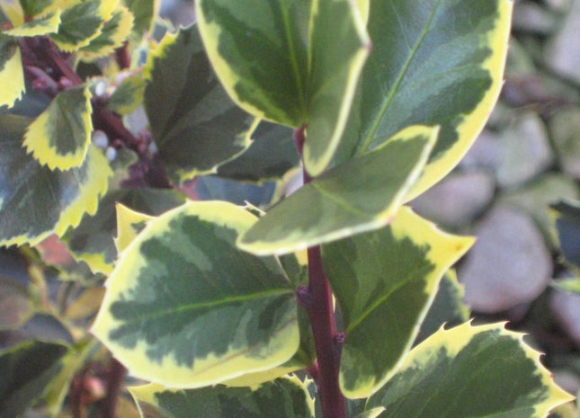 Honeymaid™ Meserve Holly (Ilex x meserveae 'Honeymaid') - 3 gallon 15"