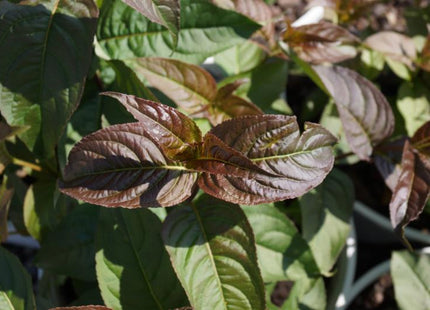 Kodiak® Black Diervilla (Diervilla sessilifolia 'Kodiak Black') - 1 gallon