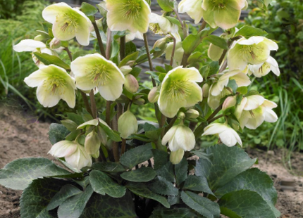Hellebore Mollys White (Helleborus 'Frostkiss Mollys White') - 1 gallon
