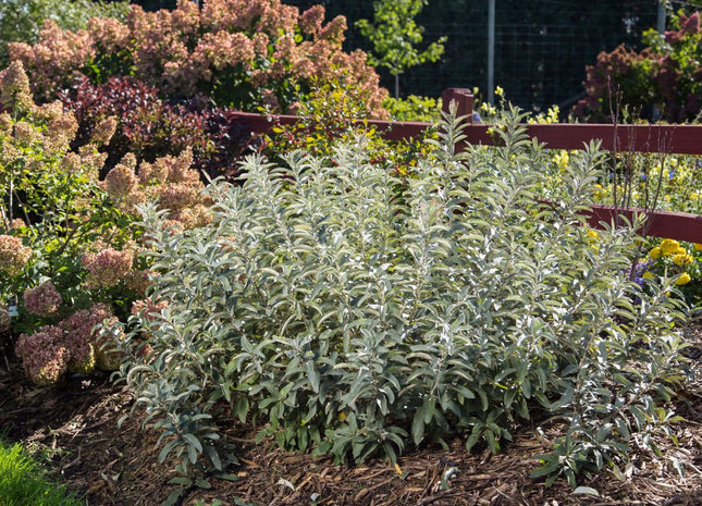 Iceberg Alley® Sageleaf Willow (Salix 'C Iceberg Alley') - 3 gallon