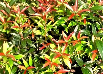 Leocothoe Rejoyce (Leucothoe rejoyce) - 2 gallon 12"