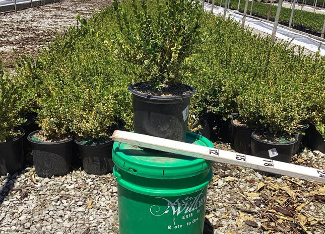 Gold Gem Variegated Boxwood (Buxus 'Gold Gem') - 1 gallon 8"
