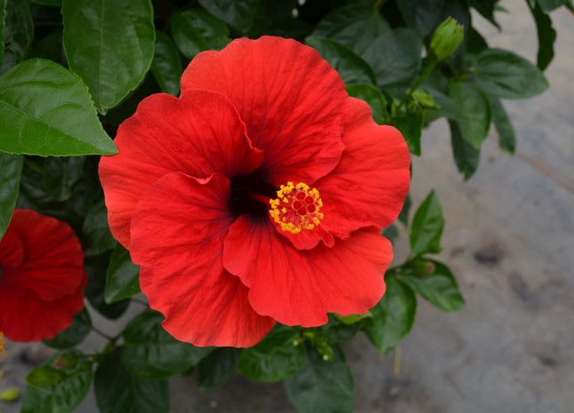 Hollywood Hibiscus™ Hot Shot™ (Hibiscus rosa-sinensis Hot Shot™) - 2 gallon