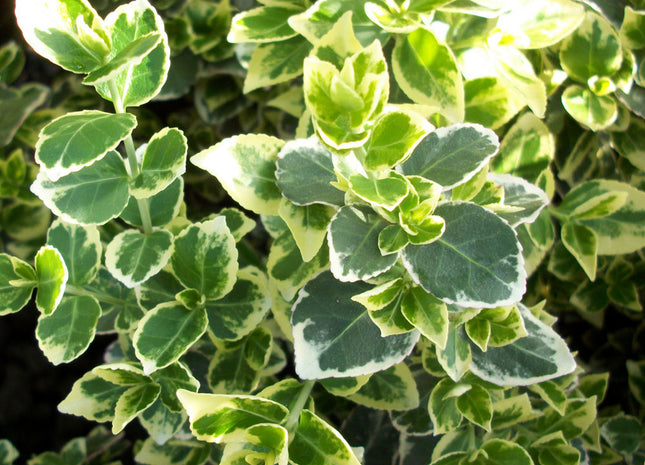 Emerald Gaiety™ Euonymus (Euonymus fortunei 'Emerald Gaiety') - QT