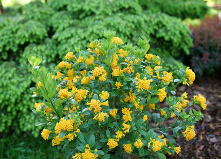 Juiced® Orange Jessamine (Cestrum corymbosum Juiced® Orange) - QT