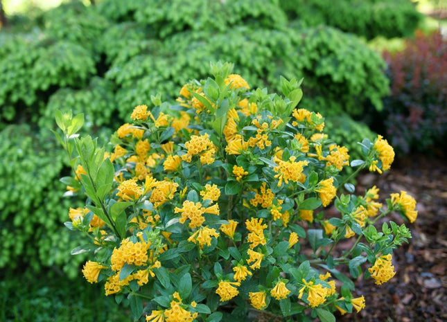 Juiced® Orange Jessamine (Cestrum corymbosum Juiced® Orange) - QT