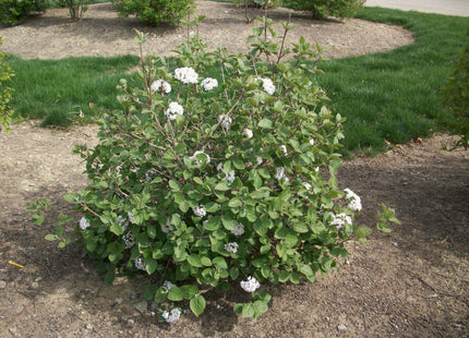 Korean Spice Viburnum (Viburnum x 'Carlesii') - 1 gallon