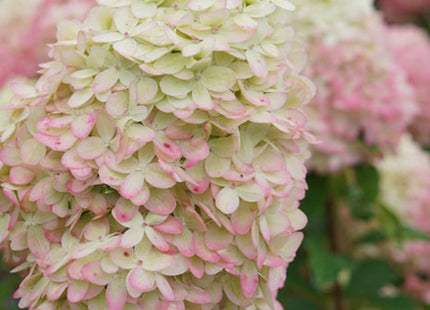 Limelight Prime® Panicle Hydrangea (Hydrangea 'P Limelight Prime') - 1 gallon 24"