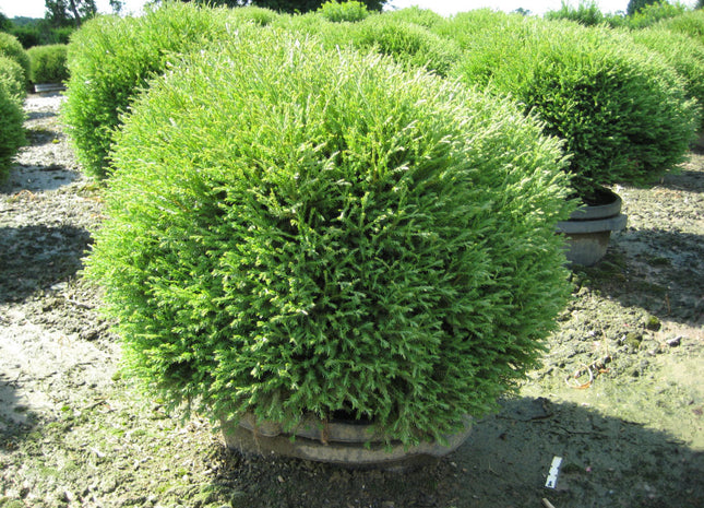 Mr. Bowling Ball™ Arborvitae (Thuja occidentalis 'Bobazam') - 3 gallon 12-15"