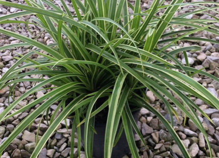 Ice Dance Sedge (Carex morrowii 'Ice Dance') - 1 gallon