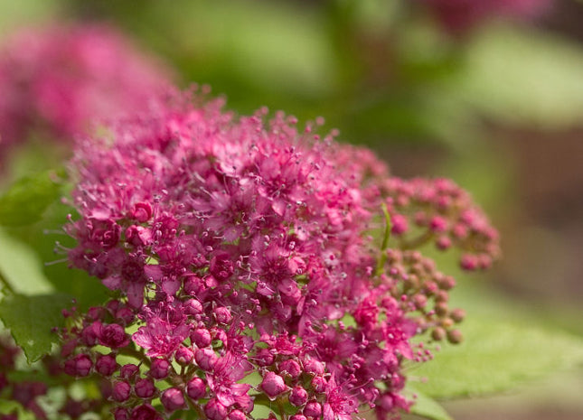 Double Play® Gold Spirea (Spiraea japonica 'Yan') - 3 gallon 12"