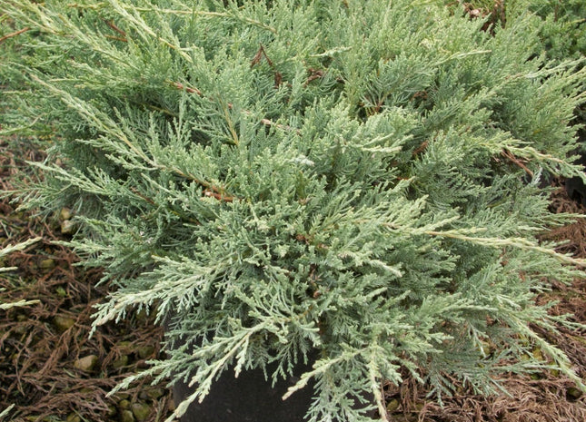 Grey Owl Juniper (Juniperus virginiana 'Grey Owl') - 3 gallon 15"