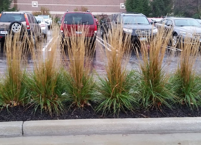 Karl Foerster Feather Reed Grass (Calamagrostis x acutiflora 'Karl Foerster') - 1 gallon