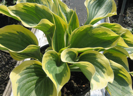 Liberty Plantain Lily (Hosta liberty) - 1 gallon