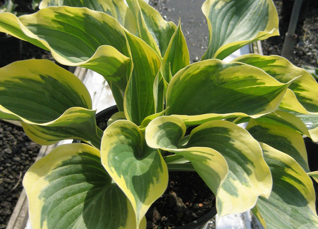 Liberty Plantain Lily (Hosta liberty) - 1 gallon