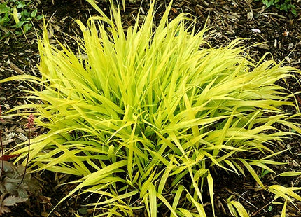 Japanese Forest Grass (Hakonechloa macra 'All Gold') - 1 gallon