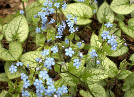 Jack Frost Siberian Bugloss (Brunnera macrophylla 'Jack Frost') - 1 gallon
