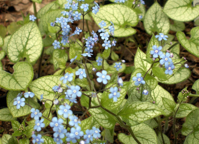 Jack Frost Siberian Bugloss (Brunnera macrophylla 'Jack Frost') - 1 gallon