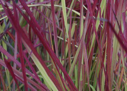 Japanese Blood Grass (Imperata koenigii 'Red Baron') - 1 gallon