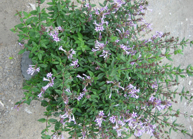 Baby Lilac Shrub (Leptodermis oblonga) - 2 gallon 10"